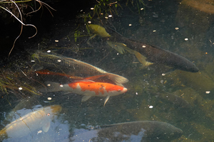 021_260311134 X900 〇舞岡公園→舞岡駅 RX10M4.jpg