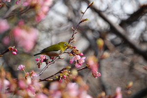 013_260214069 X900 ◎メジロ・カワヅザクラ 保土ヶ谷公園 RX10M4.jpg