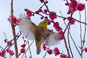 036_260214206tms X900 ◎飛翔 鹿児島紅 メジロ 保土ヶ谷公園 RX10M4.jpg