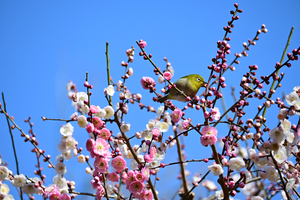 021_260221101 X900 ◎メジロ 思いのまま 保土ヶ谷公園 Z50 Z50-250.jpg