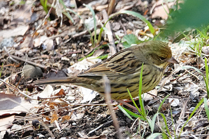 016_260311081m X900 〇アオジ 舞岡公園 RX10M4.jpg