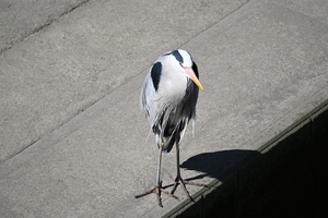 007_260307031 X900 〇アオサギ 帷子川 Z30 50-250.jpg