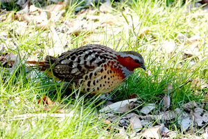 015_260311076tm X900 ◎コジュケイ 舞岡公園 RX10M4.jpg