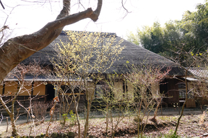 010_260311043 X900 〇マンサク 舞岡公園 RX10M4.jpg