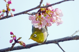 008_260214058tm X900 ◎メジロ・カワヅザクラ 保土ヶ谷公園 RX10M4.jpg