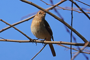 028_260311154 X900 〇モズ♀ 舞岡公園→舞岡駅 RX10M4.jpg
