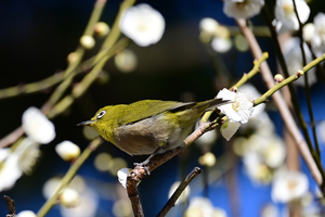 002_260221041 X900 ◎メジロ 大輪緑萼 保土ヶ谷公園 Z50 Z50-250.jpg