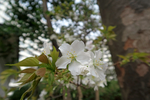 016_260322053 X900 ◎ヤマザクラ 帷子川河畔 G7X.jpg