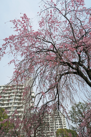 010 _260322029 X900 ○枝垂れ桜 帷子川 G7X.jpg