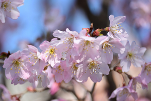 007_260316048 X900 ○サクラ 峰岡公園 Z50 Z50-250.jpg