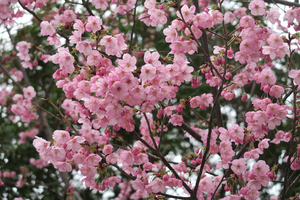 011_260319037 X900 ◎横浜緋桜 神戸町第二公園  G7X.jpg