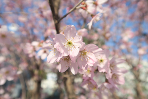 013_260317013 X900 ○午後 学校側 修善寺寒桜 G7X.jpg