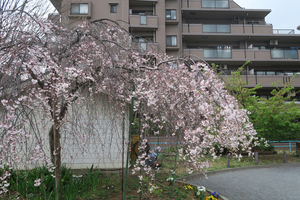 002_260319010 X900 ○枝垂れ桜 帷子公園 G7X.jpg