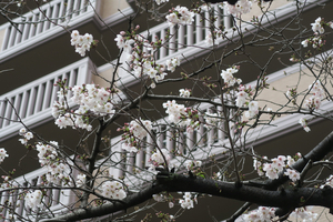 001_260326011 X900 ○ソメイヨシノ 三井パークシティ横浜 G7X.jpg