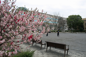 007_260319035 X900 ◎ハナモモ 神戸町第二公園  G7X.jpg