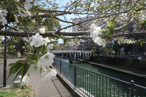 002_260327005 X900 ○ヤマザクラ 鯉のぼり 帷子川 G7X.jpg