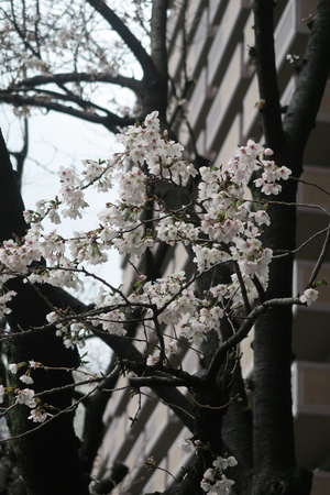 002_260326014 X900 ◎ソメイヨシノ 三井パークシティ横浜 G7X.jpg