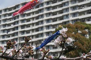 011_260327051 X900 ◎ソメイヨシノ 鯉のぼり 帷子川 G7X.jpg