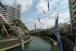 007_260330036 X900 ◎鯉のぼり 帷子川 G7X.jpg