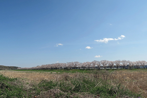 017_260403053 X900 ◎都幾川 武蔵嵐山 G7X.jpg