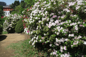 018_260412225 X900 小石川植物園 G7X.jpg