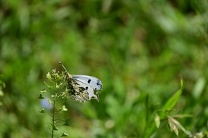 015_260412035 X900 ◎ツマキチョウ 小石川植物園 Z50 Z50-250.jpg