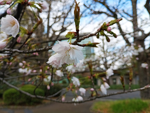 011_260328047m X900 ◎日比谷公園 F-52E.jpg