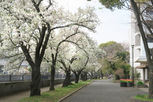 001_260330002 X900 ヤマザクラ並木 帷子川 G7X.jpg
