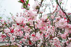 008_260319030 X900 ◎ハナモモ 神戸町第二公園  G7X.jpg