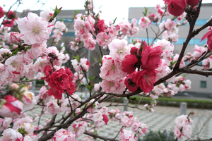 010_260319031 X900 ○ハナモモ 神戸町第二公園  G7X.jpg