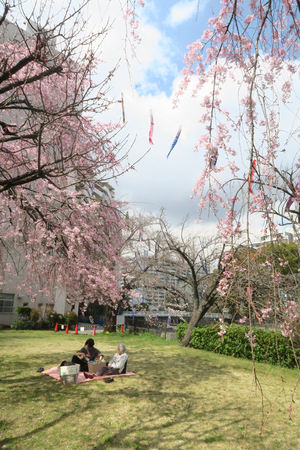 009_260327038 X900 ◎シダレザクラ 鯉のぼり 帷子川 G7X.jpg