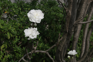 005_260322010 X900 ○ハナモモ 帷子川 G7X.jpg