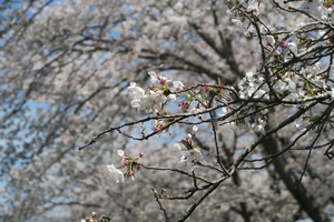 013_260403040 X900 ◎都幾川 武蔵嵐山 G7X.jpg