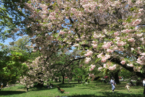 026_260412270 サトザクラ X900 普賢象 小石川植物園 G7X.jpg
