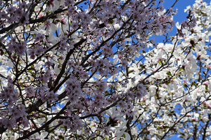 002_260316028 X900 サクラとコブシ 峰岡公園 Z50 Z50-250.jpg