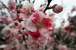 009_260319027 X900 ○ハナモモ 神戸町第二公園  G7X.jpg