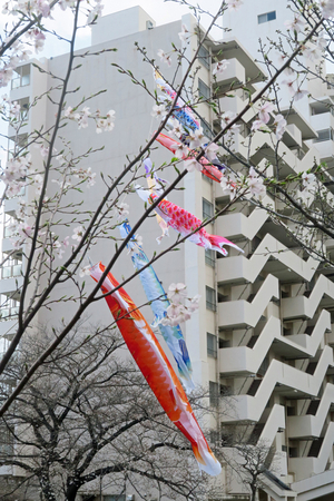 012_260327066s X900 ◎サクラ 鯉のぼり 帷子川 G7X.jpg