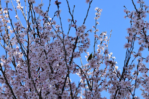 003_260316030 X900 サクラとメジロ 峰岡公園 Z50 Z50-250.jpg