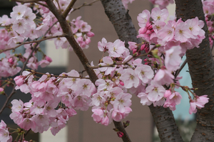 004_260319008 X900 枝垂れ桜 帷子公園 G7X.jpg