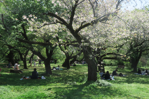 024_260412260 X900 ○ソメイヨシノ林 小石川植物園 G7X.jpg