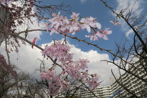 008_260327032 X900 ○シダレザクラ 鯉のぼり 帷子川 G7X.jpg