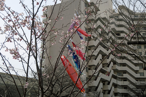 006_260322018 X900 ○帷子川 G7X.jpg