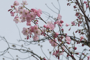 002_260322005 X900 ○帷子川 G7X.jpg