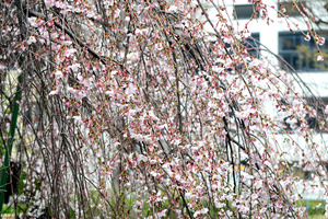 003_260319019 X900 ○枝垂れ桜 帷子公園 G7X.jpg