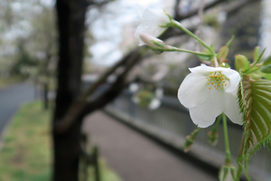 004_260326018 X900 ○ヤマザクラと鯉のぼり G7X.jpg