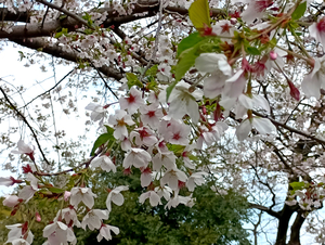 004_260328003 X900 ソメイヨシノ 草地広場 日比谷公園 F-52E.jpg