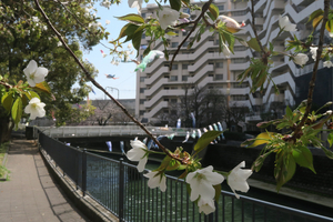 003_260327012 X900 ◎ヤマザクラ 鯉のぼり 帷子川 G7X.jpg