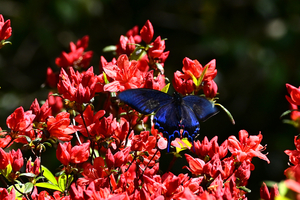 004_260412014 X900 △カラスアゲハ 小石川植物園 Z50 Z50-250.jpg