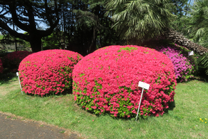 029_260412276 X900 キリシマツツジ 小石川植物園 G7X.jpg