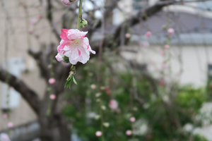 012_260319045 X900 ○枝垂れ絞り花ウモモ 神戸町第二公園付近  G7X.jpg